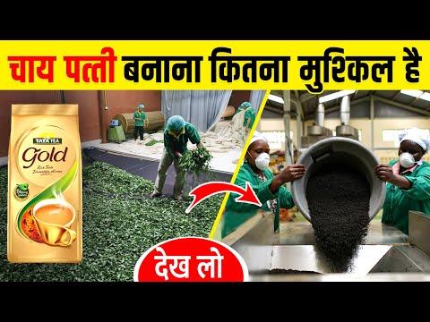 देखिए चाय पत्ती कैसे बनती है | How Tea Leaves are