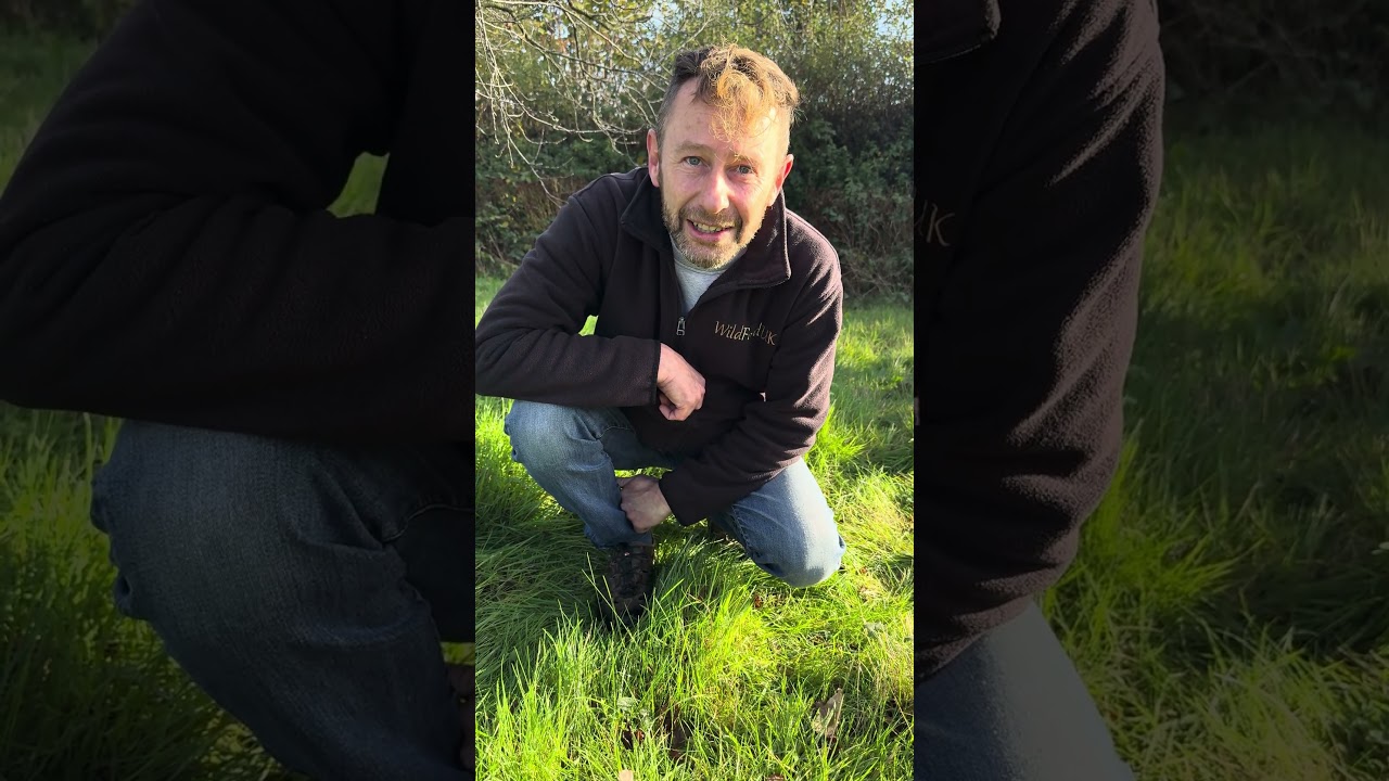 The ballerina waxcap :) 