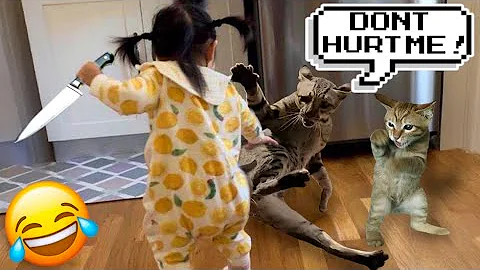 Video 10549051: laugh funny pets, cats hate, baby cats