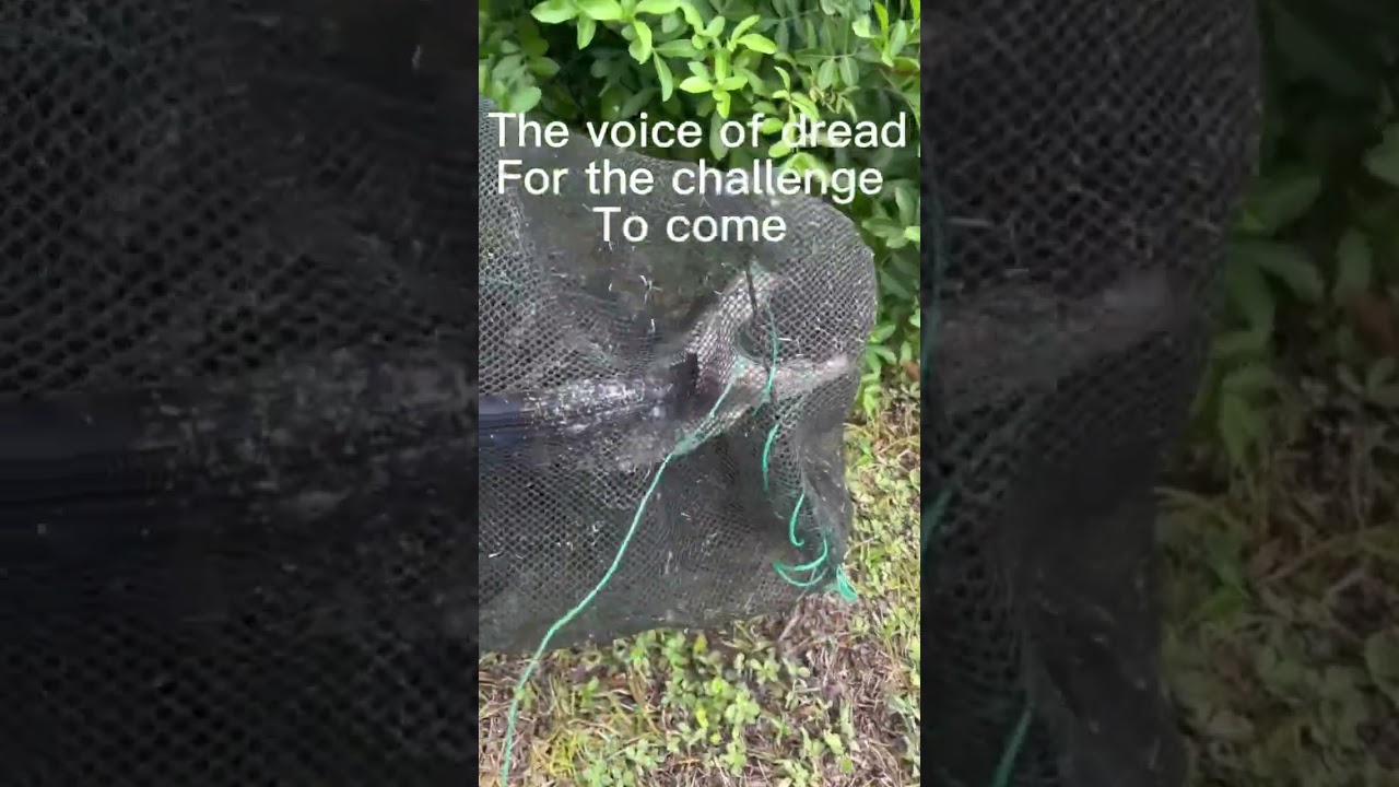 You wont believe what was in my minnow trap!