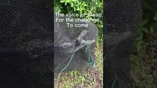 You wont believe what was in my minnow trap!