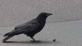 Crow Puts A Walnut On The Road And Uses A Car As A Tool To Crack It
