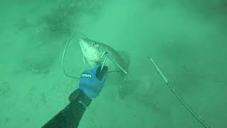OTWA Comm Spearfishing - Dive 5 - Capt TJ, Massive Mang Snap, Hogfish, Shark