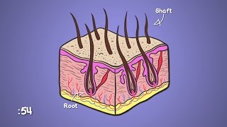 Why Does Hair Go Gray? | WebMD Profile