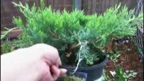 Gold Juniper Bonsai Starter part 1