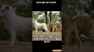 한국의 문화유산을 이어받은 전통 개, 동경이