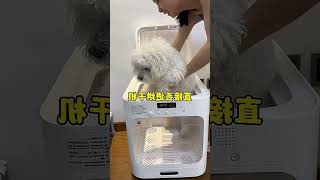 Finally Found the Perfect Dryer for Chubby Dumpling Easy and Convenient Pet Grooming