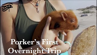Surf Trip with Our Mini Pig (7th Sea Production)