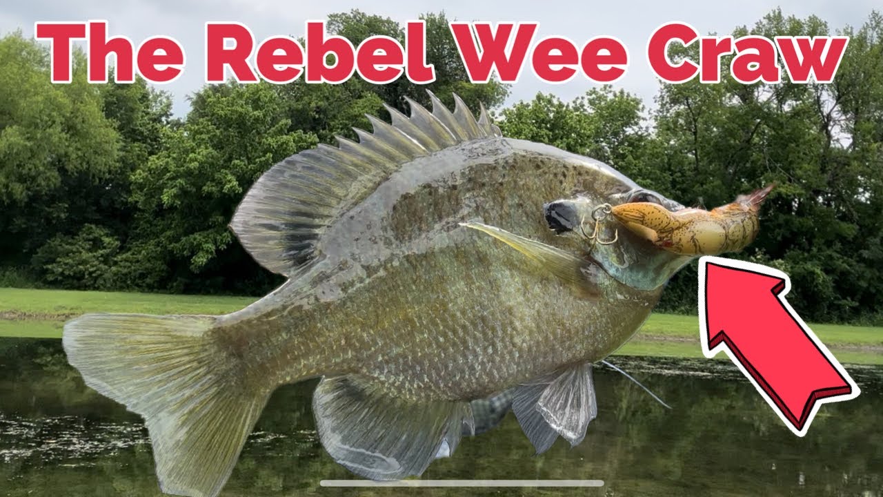 Rebel WEE Craw 🦞 Fishing this tiny lure 4 BIG fun! 🎣 
