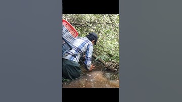 Đặt Lờ Trong Rừng Tràm Nước, Ngây Đường Cá Đi Dính Ổ Cá Trê Lai Khủng 😱 #shorts #cátrêlai #thămlờcá