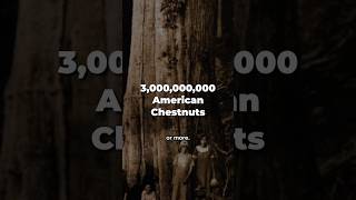 What Happened To This Tree??