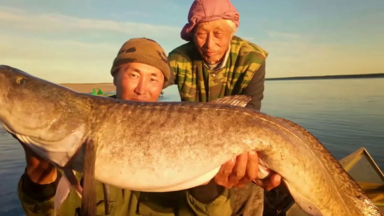 Ловим окуня с новым ящиком Fishbox Helios Тонар Якутия Yakutia