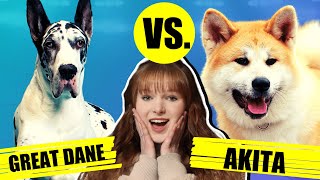 GREAT DANE VS AKITA by Fenrir Great Dane Show 1,645 views 2 years ago 7 minutes, 21 seconds