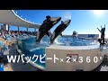 鴨川シーワールド２０２０　シャチパフォーマンス８１２　GOPROMAXの３６０°動画でWバックビートの２連発を撮ってみた