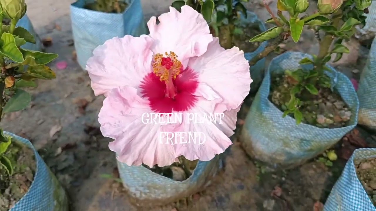 🌸।।Hibiscus flowers🍃 plants।। 