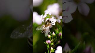 Macro Photography is Hard 📷 🐝 🌸 Here Are My Tips