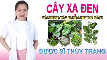 Cây xạ đen có tác dụng gì? Cách dùng cây xạ đen đúng cách