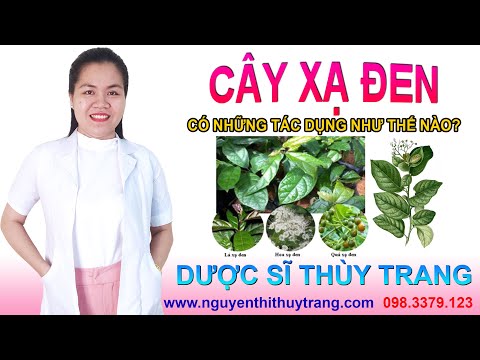 Video: Cây Zelkova là gì - Tìm hiểu cách trồng cây Zelkova Nhật Bản