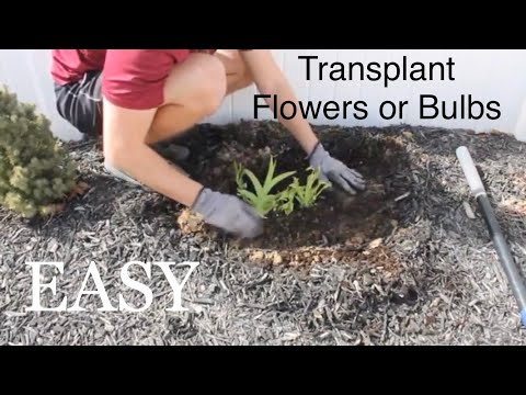 Wideo: Przewodnik po transplantacji cebulek: Dowiedz się więcej o przenoszeniu cebulek kwiatowych w krajobraz