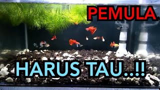 Cara Merawat Ikan Guppy Agar Tidak Mati