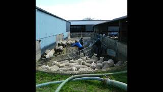 TAMS III Farm Safety Capital Investment Scheme: Sheep Handling Equipment screenshot 2