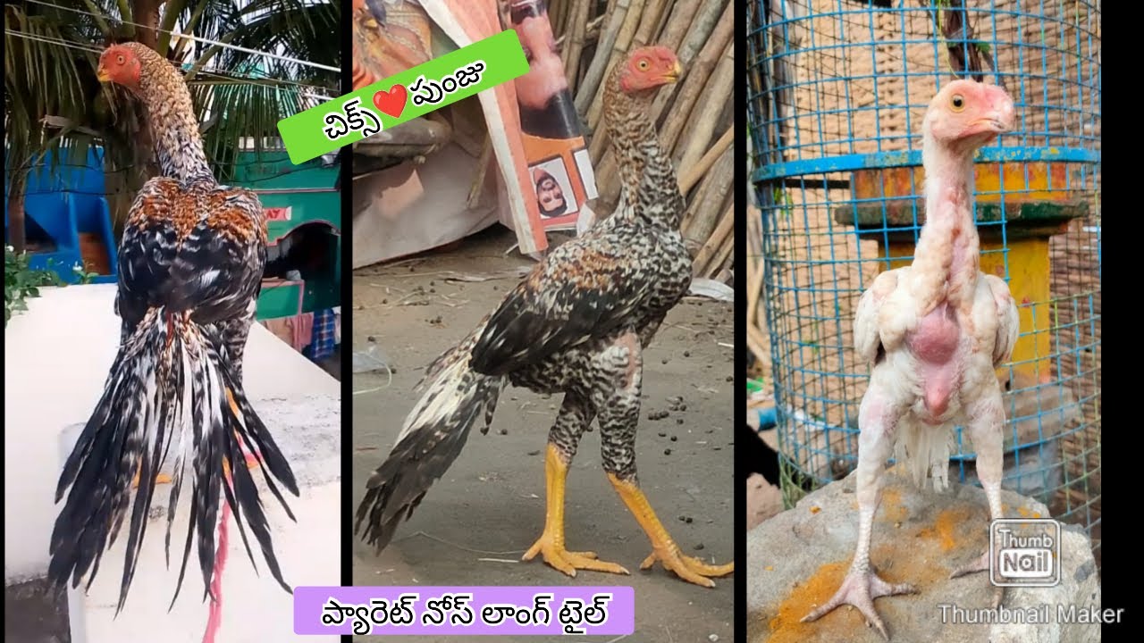 Parrot Beak Long Tail Chicks | 8309240488 | Video 2629 | Rythu Market 2