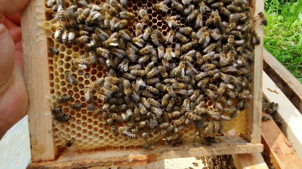 PČELARENJE NA SIGURNO 4 DIO.