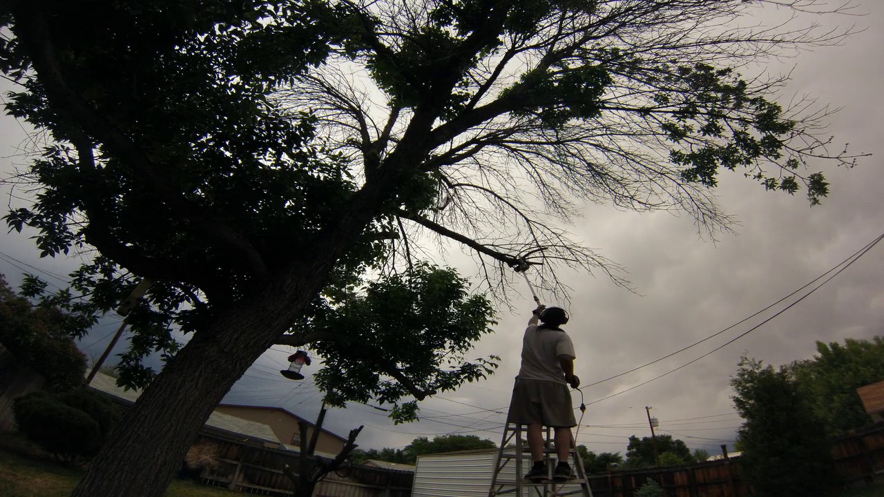 2017/05/06 Tree Trimming Time Lapse - YouTube