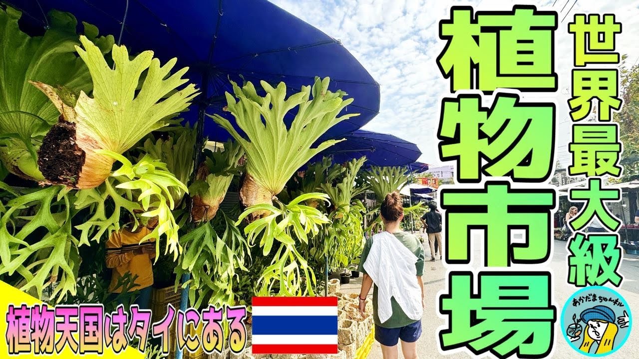 【植物】世界最大の植物市場は品揃えもスケールも違いすぎた（タイのチャトチャック市場の植物天国！今後日本で流行る植物はこれだ！）
