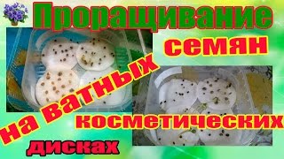 Проращивание семян помидор в домашних условиях