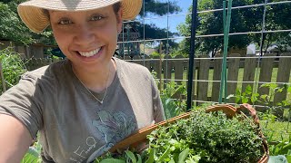 Herb Harvests And Garden Chores | Gardening Vlog