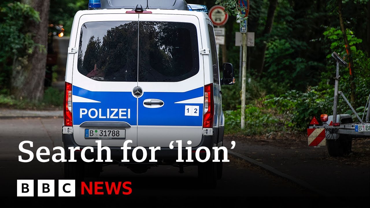 Berlin search continues for suspected lion – BBC News