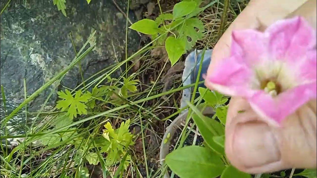 Семена цветов урала. Семена цветов урала