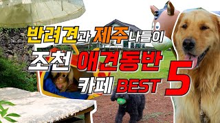 꼭 가봐야할 제주 조천 애견동반 카페 추천 BEST 5ㅣ현지인추천ㅣ도민맛집ㅣ커피맛집ㅣ카페투어ㅣ조천카페ㅣ제주카페추천ㅣ