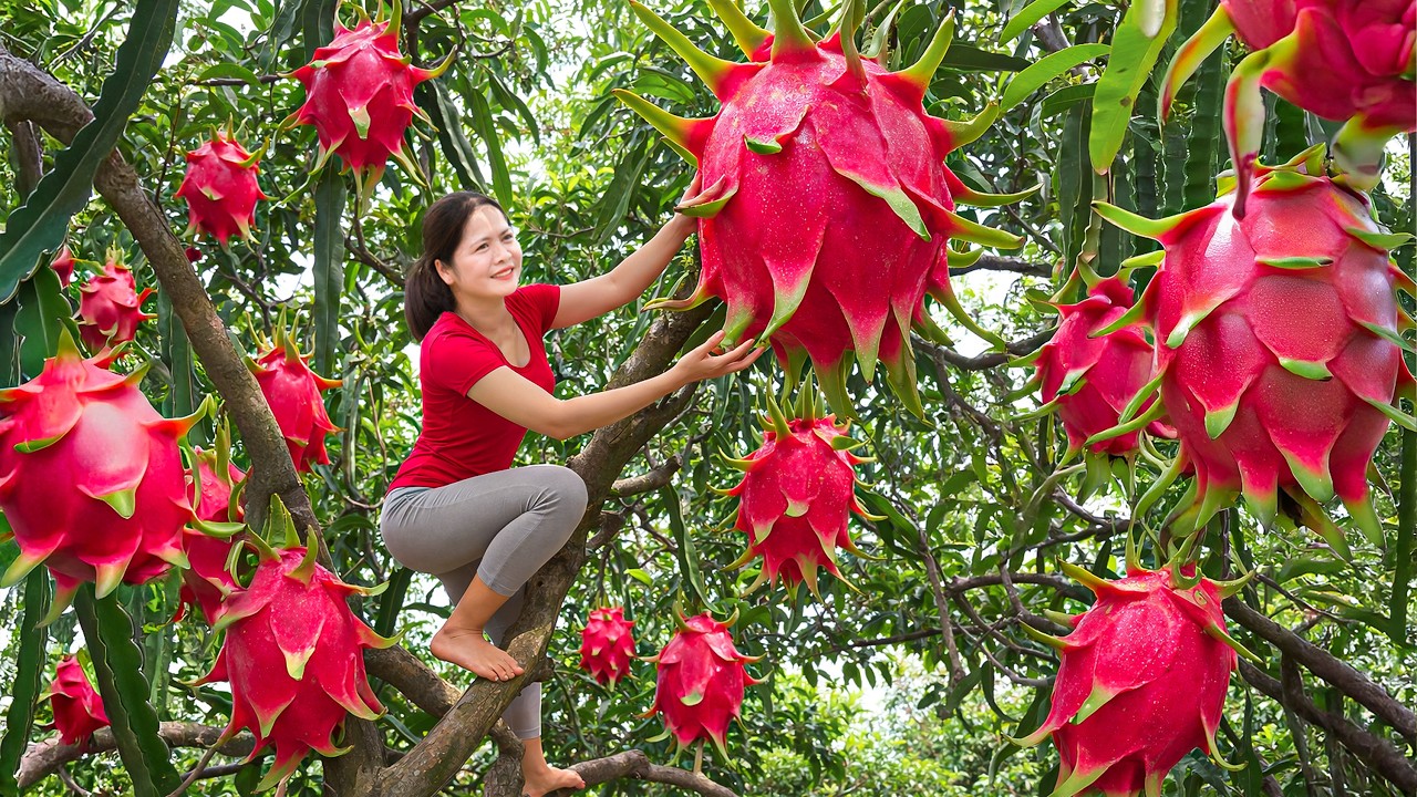 Harvesting Giant Dragon Fruit & Go to Market Sell | Fresh Dragon Fruit Smoothies Sell Out