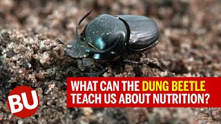 What Can the Dung Beetle Teach Us About Nutrition?