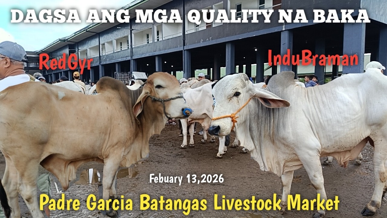 Super Quality na Baka at mga Patabaing Baka!