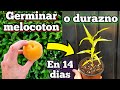 COMO GERMINAR DURAZNO en 14 Dias! Germinar Semillas de Melocotón (Sembrar y Plantar Melocotonero)