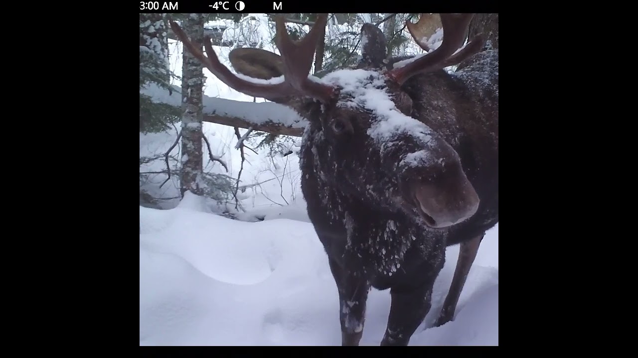 Camera Trap Teaser Trailers 2022-2023