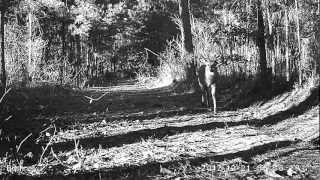 Bushnell Max #11