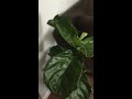 Fiddle Leaf Fig Brown Spots