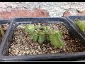 #111 - Cephalotus - Cuidados básicos - Plantas carnívoras