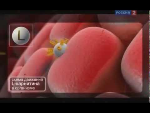 L-карнитин в организме человека.Здорове Еко Харчування