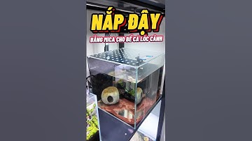 Nâng cấp nắp dậy mica cho bể cá lóc cảnh🔥 #thuysinh #cacanh #channa #pets