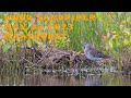 Wood Sandpiper At Herperduin Wood Sandpiper At Herperduin