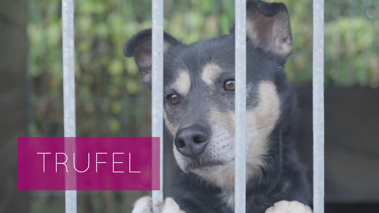 Psy do adopcji z miejskiej przechowalni psów. Jesień 2018.