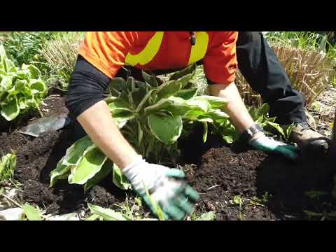 How to transplant a hosta hqdefault