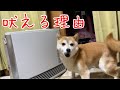 夜、突然吠え出す柴犬の理由が分かり爆笑した