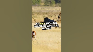 Meet the ultimate apex predators #shorts #short #youtube #youtubeshorts #viralvideo #viral