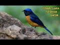 Masteran Kicau Suara Tledekan Gacor Terapi Gemericik Air Cocok Untuk Masteran Burung Bakalan Mp3 - Mp4 Download